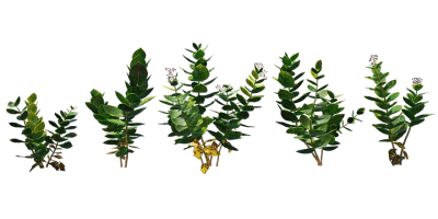 rubber bush 002 — Descargar