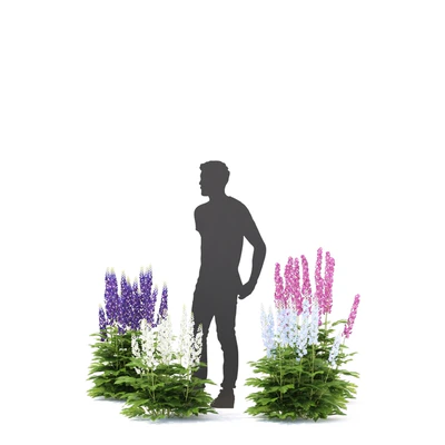 Delphinium hybrid flowers | Delphinium hybridum — Ver 2