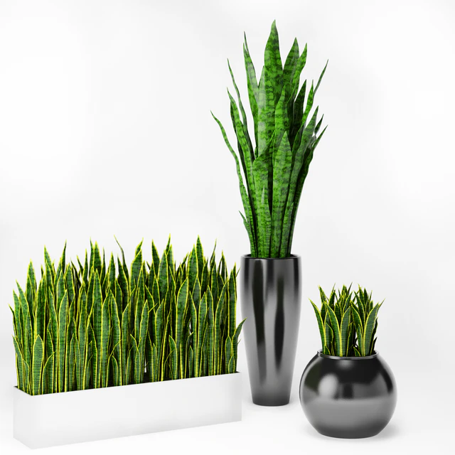 Sansevieria 2 — Скачать