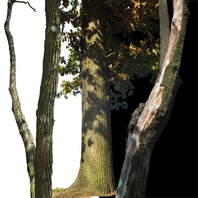 Tree trunks textures — Скачать