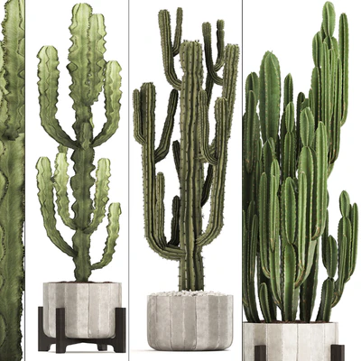 Plant collection 324. concrete, flowerpot, indoor cactus, cereus, spurge, carnegia, interior, desert plants, outdoor — Ver 2