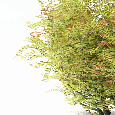 Рябинник рябинолистный куст | Sorbaria sorbifolia — Вид 2