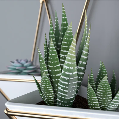 Succulents in hanging pots Umbra trigg — Ver 2