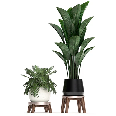 A collection of plants in modern white pots on legs with a small tree Ficus lirata, Philodendron, banana. Set 460.s — View 2