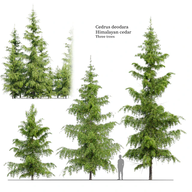 Cedrus Deodara — Descargar
