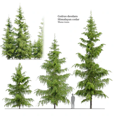 Cedrus Deodara — Ver 1