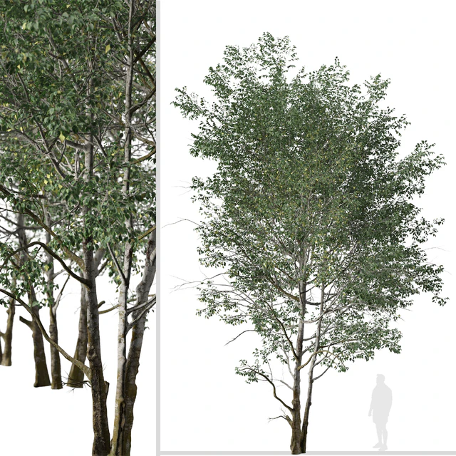 Set of Downy Birch Trees (Betula pubescens) (2 Trees) — Descargar