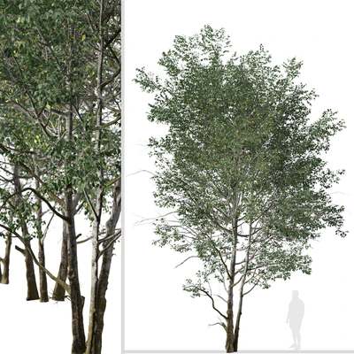Set of Downy Birch Trees (Betula pubescens) (2 Trees) — Ver 2