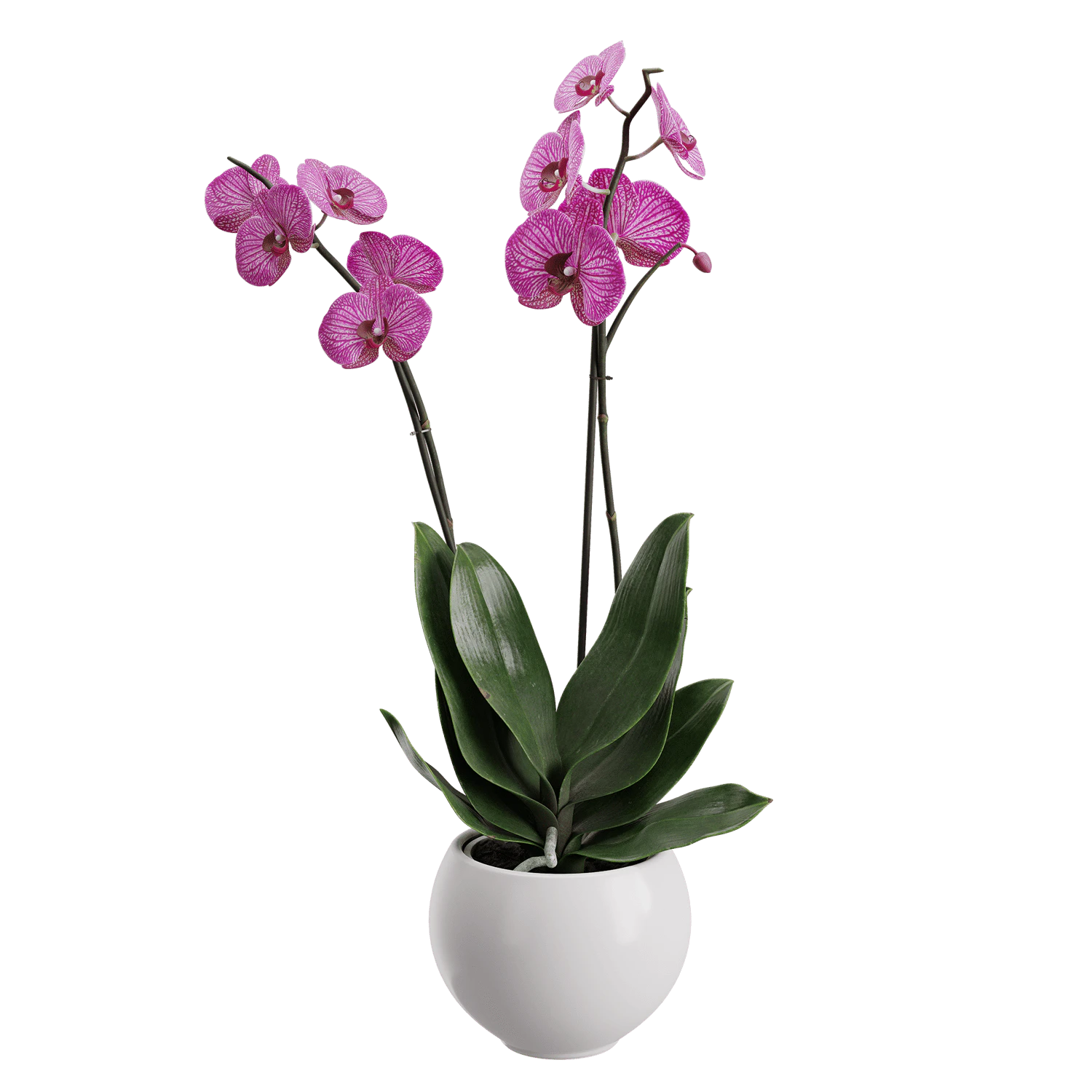 plant orchid 001 — Скачать