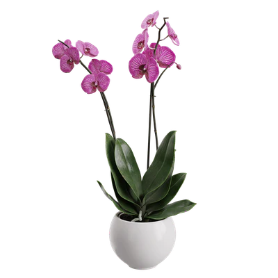 plant orchid 001 — Скачать