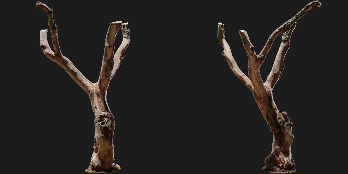 tree 004 — Download