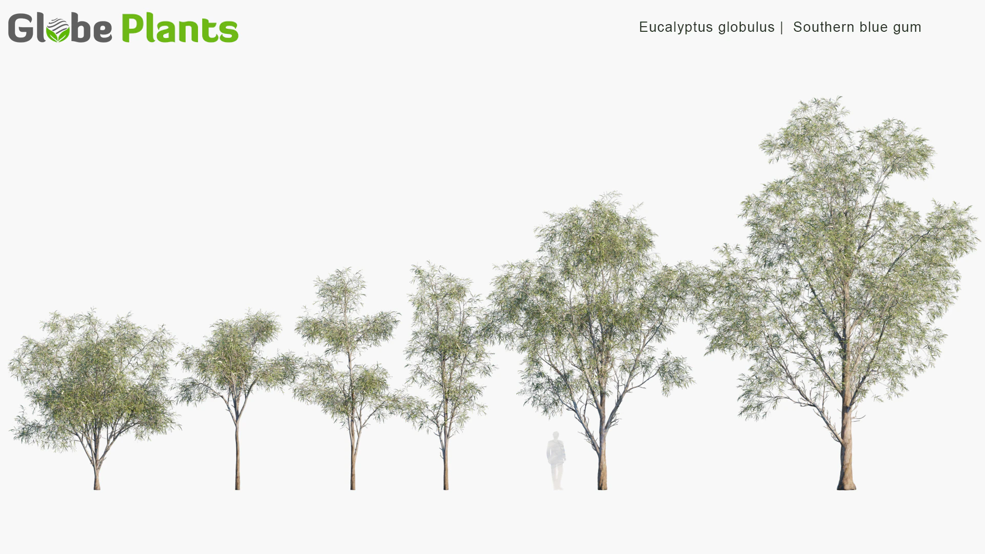 eucalyptus globulus — Download
