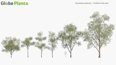 eucalyptus globulus — download