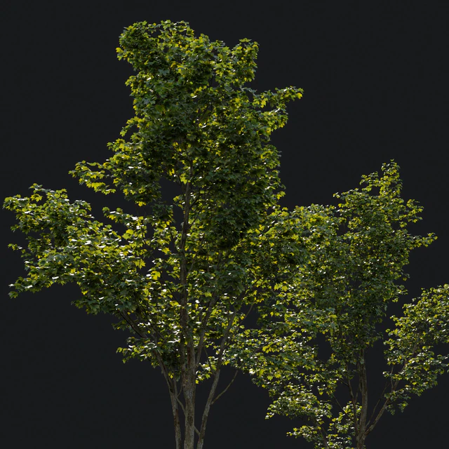 Young maples — Descargar