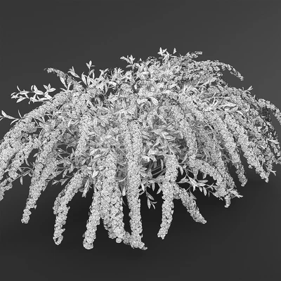 Spirea Grefsheim — Ver 2