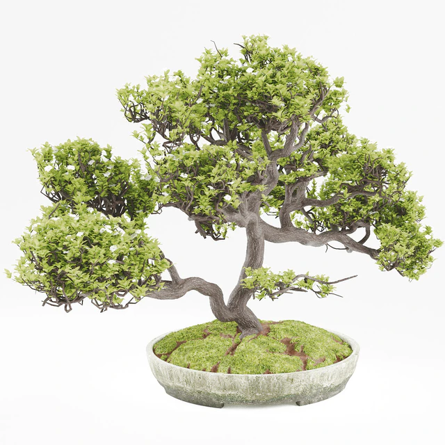 Bonsai — Descargar