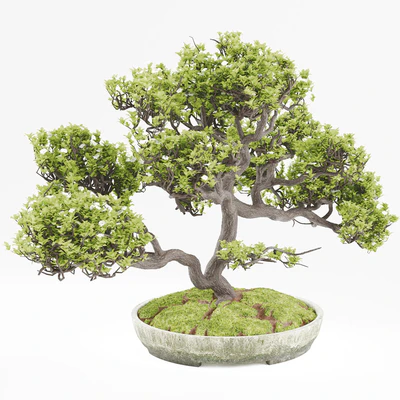 Bonsai — Ver 1