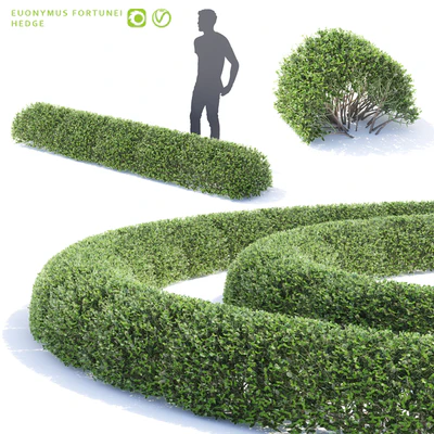 Бересклет Форчуна. Живая изгородь | Euonymus fortunei — Вид 1