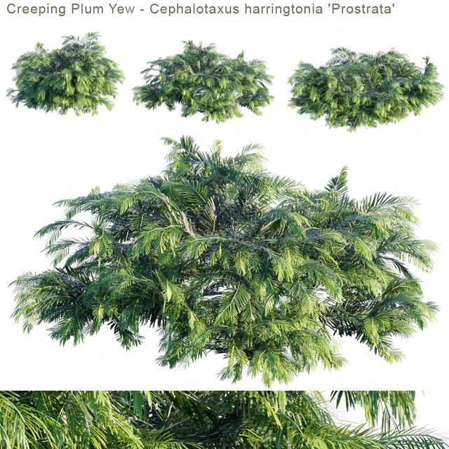 Creeping Plum Yew | Cephalotaxus harringtonia "Prostrata" — Скачать