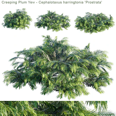 Creeping Plum Yew | Cephalotaxus harringtonia "Prostrata" — Вид 1