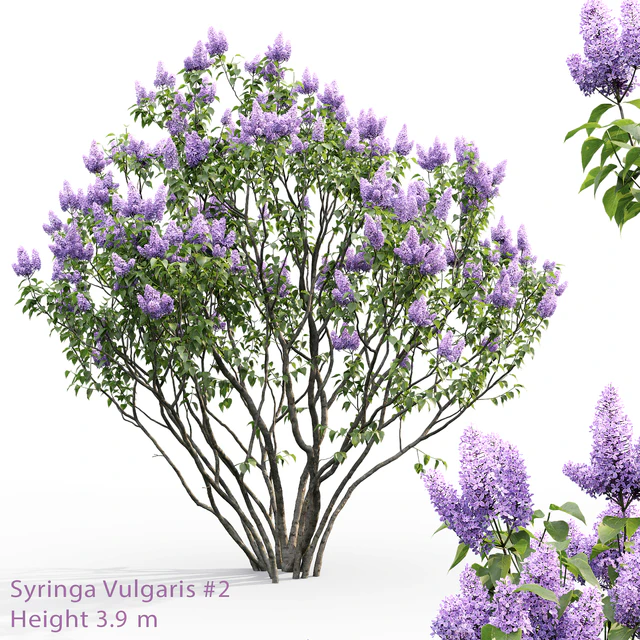 Syringa vulgaris # 2 — Descargar