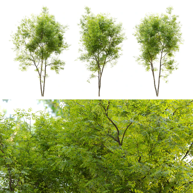 Summit green ash (Fraxinus pennsylvanica Summit) 2 — Скачать