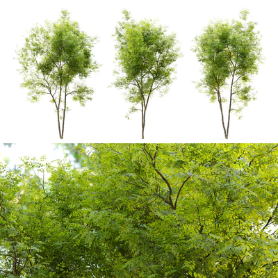 Summit green ash (Fraxinus pennsylvanica Summit) 2 — Вид 2