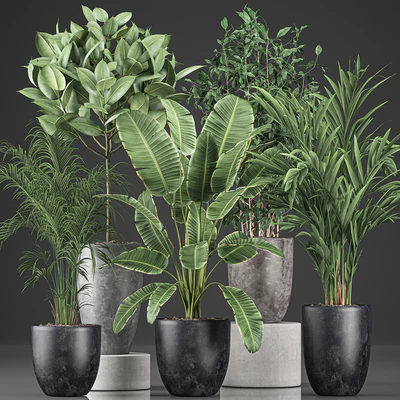 Collection of indoor plants, Banana, palm, ficus, tree in black pots for the interior. Set 610. — Ver 2