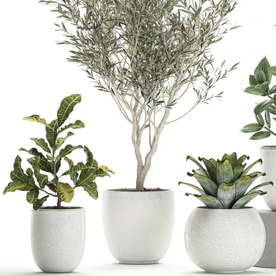 Collection of small ornamental plants in white pots with Olive tree, ficus, croton, bromelia, sapling. Set 676 — Ver 2