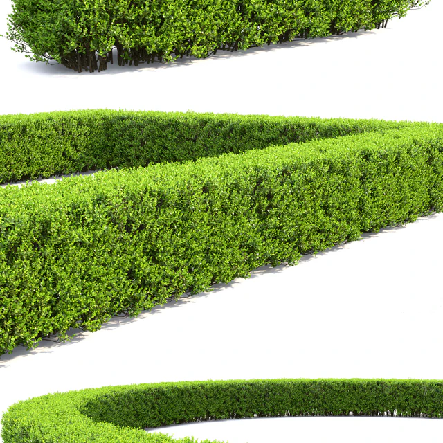 Buxus — Скачать