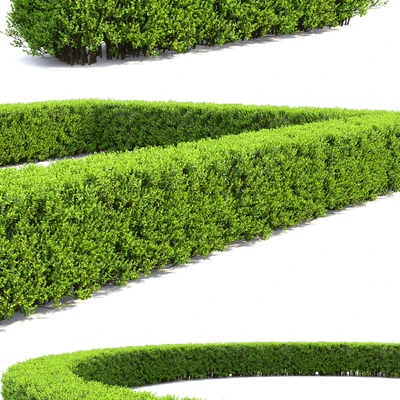 Buxus — Вид 2
