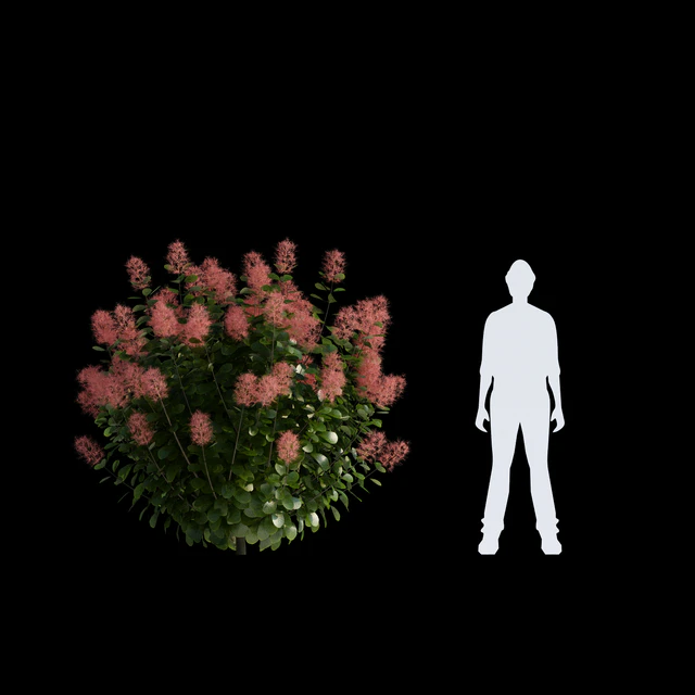 Leather Sump | Cotinus coggygria — Descargar