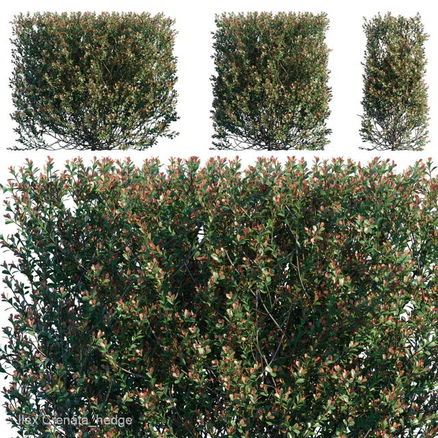 Ilex Crenata hedge — Descargar