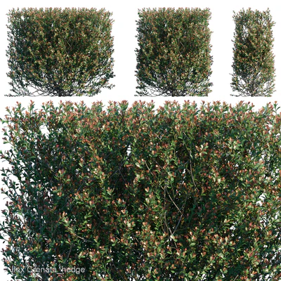 Ilex Crenata hedge — Descargar