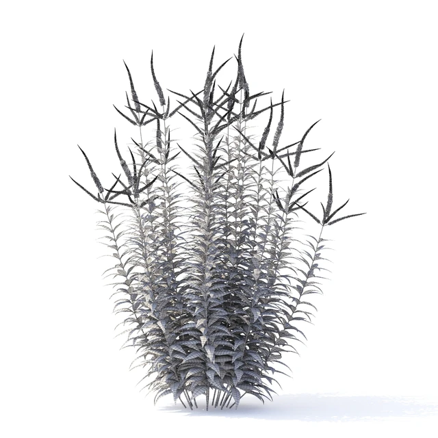 Veronicastrum virgin flowers | Veronicastrum virginicum Erica — Descargar