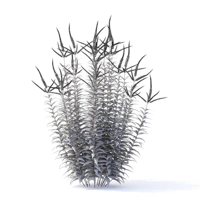 Veronicastrum virgin flowers | Veronicastrum virginicum Erica — Ver 2