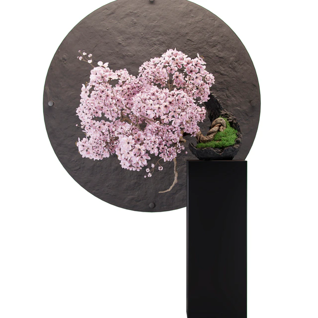 Bonsai sakura — Descargar