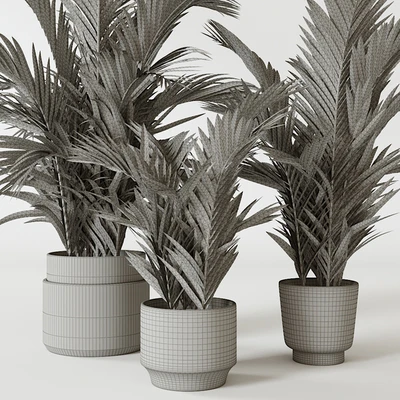 Palms — Вид 2