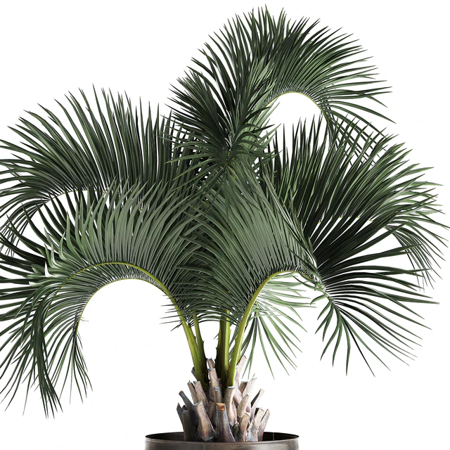 Lush interior palm tree in a metal loft pot with Butia. 995. — Descargar