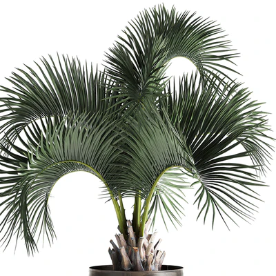Lush interior palm tree in a metal loft pot with Butia. 995. — Ver 2