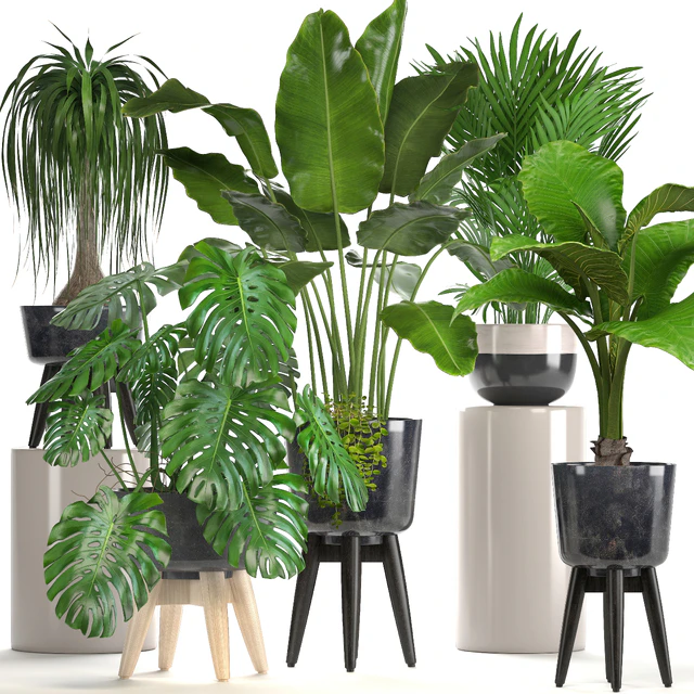 Collection of plants. indoor plants, banana, monstera, palm, alocasia, dracaena, strelitzia — Descargar