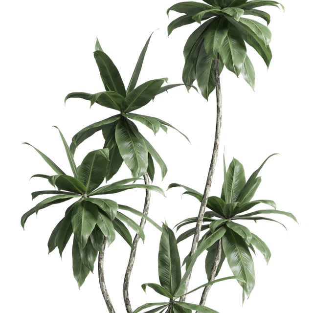 Indoor plant 460 concrete dirt vase plant fiucs tree pot — Descargar