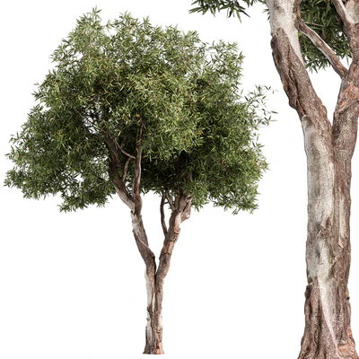 RedGum Tree - Tree Set 216 — Ver 1