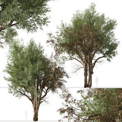 Set of Eucalyptus Camaldulensis Tree ( River Red Gum ) (2 Trees) — Вид 2