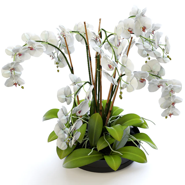 Orchid 2 — Descargar
