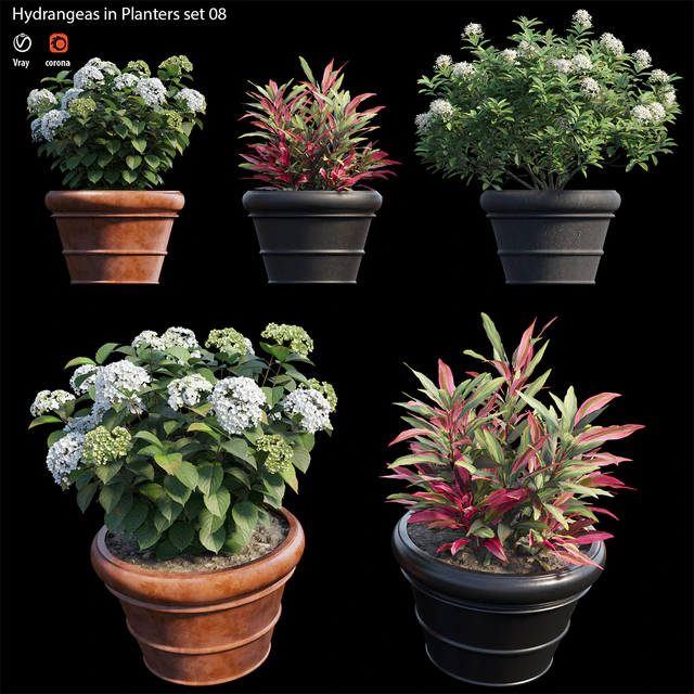 Hydrangea in planters set 08 — Descargar