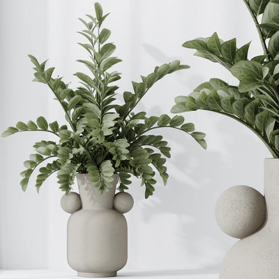 Zamioculcas Zamiifolia Araceae — Ver 2