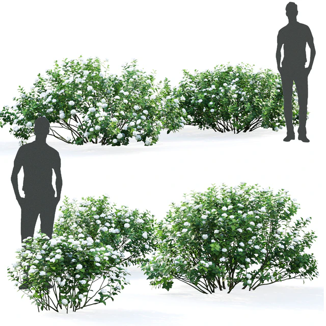 Spirea betulifolia — Скачать