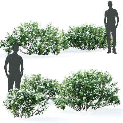 Spirea betulifolia — Вид 2