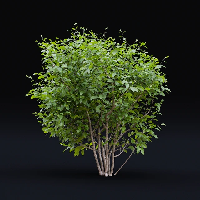 Star Magnolia | Magnolia stellata — Descargar